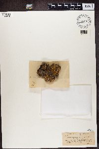 Rinodina sophodes image