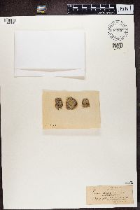 Lecanora allophana image