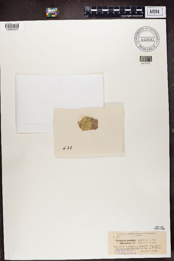 Pertusaria pustulata var. heterochroa image