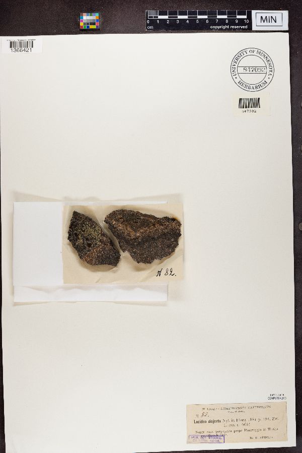 Lecidea disjecta image