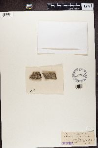 Lecanactis abietina image