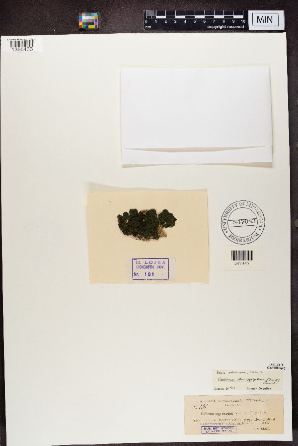 Collema nigrescens image