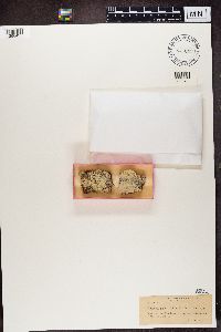 Stenocybe septata image