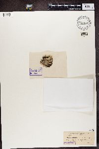 Cladonia cristatella image