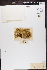 Platismatia norvegica image