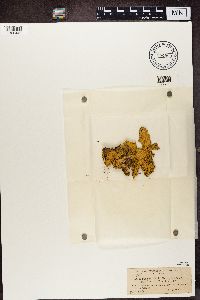 Pseudocyphellaria coronata image