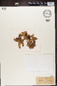 Pseudocyphellaria multifida image