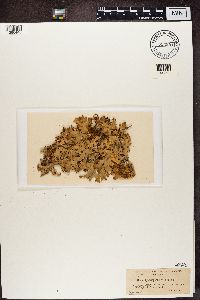 Pseudocyphellaria faveolata image