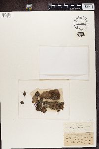 Micarea nitschkeana image