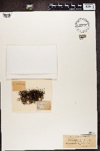 Alectoria nigricans image