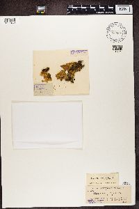 Pseudocyphellaria crocata image