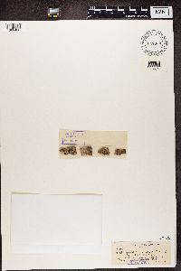 Hyperphyscia adglutinata image