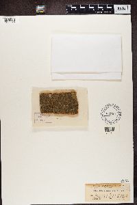 thumbnail image of current specimen