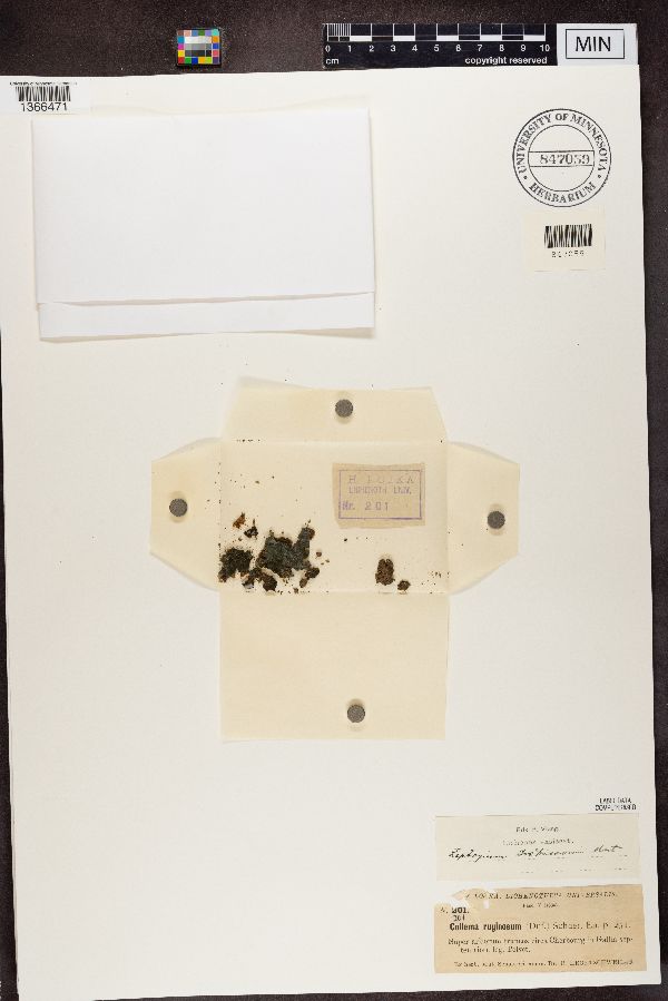 Leptogium brebissonii image