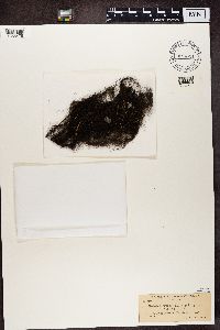 Alectoria fremontii image