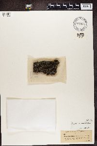 Phaeophyscia nigricans image
