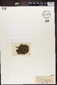 Media resource of Lecania erysibe