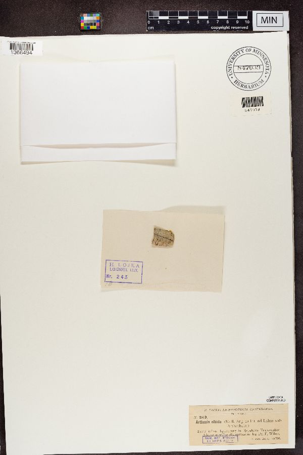 Arthonia albida image