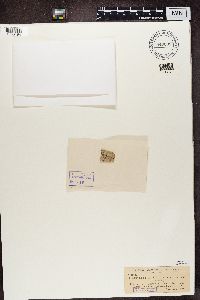 Media resource of Arthonia albida