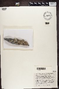 Aspicilia radiosa image