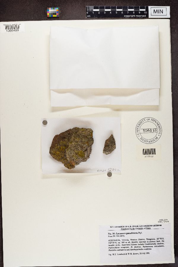 Lecanora pseudistera image