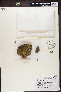 Media resource of Lecanora pseudistera