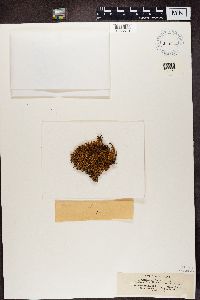 Cetraria aculeata image