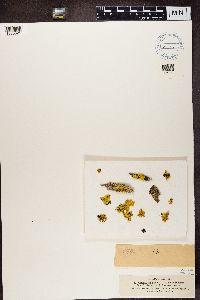 Vulpicida pinastri image