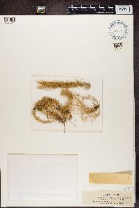 Usnea ceratina image