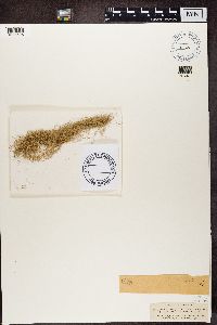 Usnea ceratina image