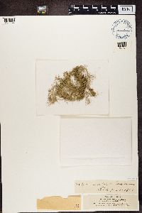 Usnea cavernosa image