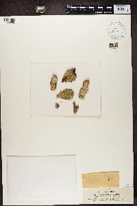 Lecanora allophana image