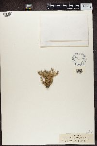 Stereocaulon tomentosum image