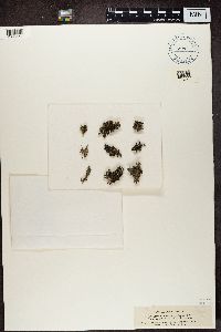 Stereocaulon paschale image