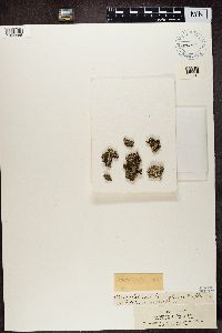 Cladonia pyxidata image