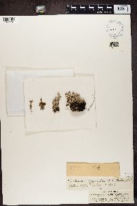 Cladonia gracilis image
