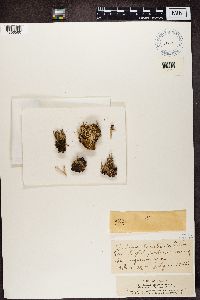 Cladonia squamosa image