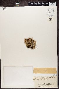 Cladonia crispata var. crispata image
