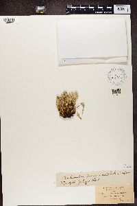 Cladonia uncialis image