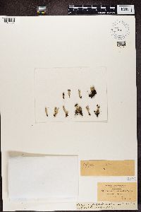 Cladonia coccifera image