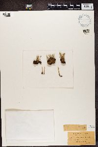 Cladonia deformis image