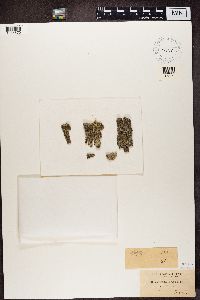 Bacidia polychroa image