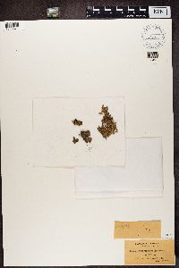 Biatora sphaeroides image