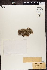 Biatora vernalis image