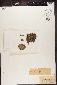 Buellia parasema image