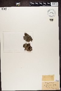 Arthonia radiata image