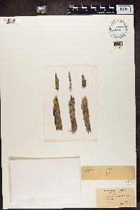 Xylographa opegraphella image