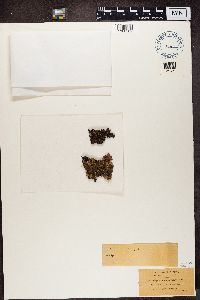 Nephroma helveticum image