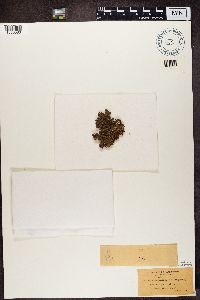 Nephroma parile image