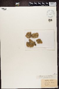 Hypogymnia physodes image